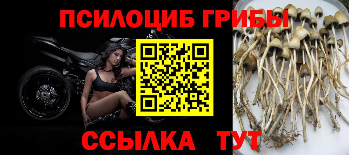 Псилоцибиновые грибы мицелий Тулун